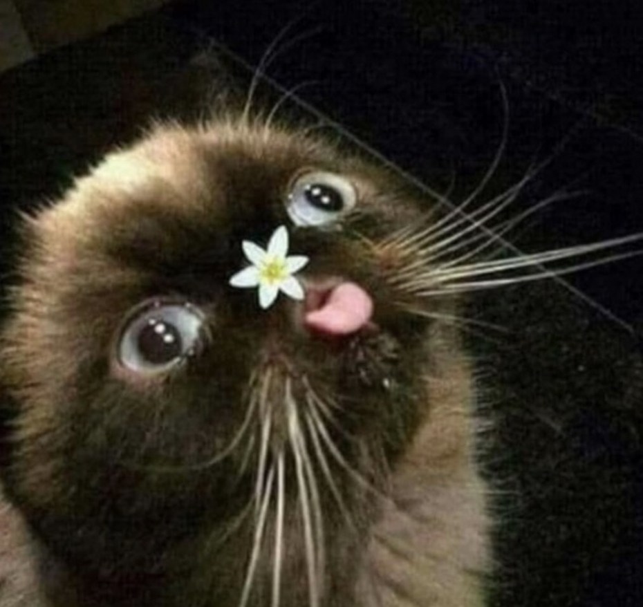 Коты мемы