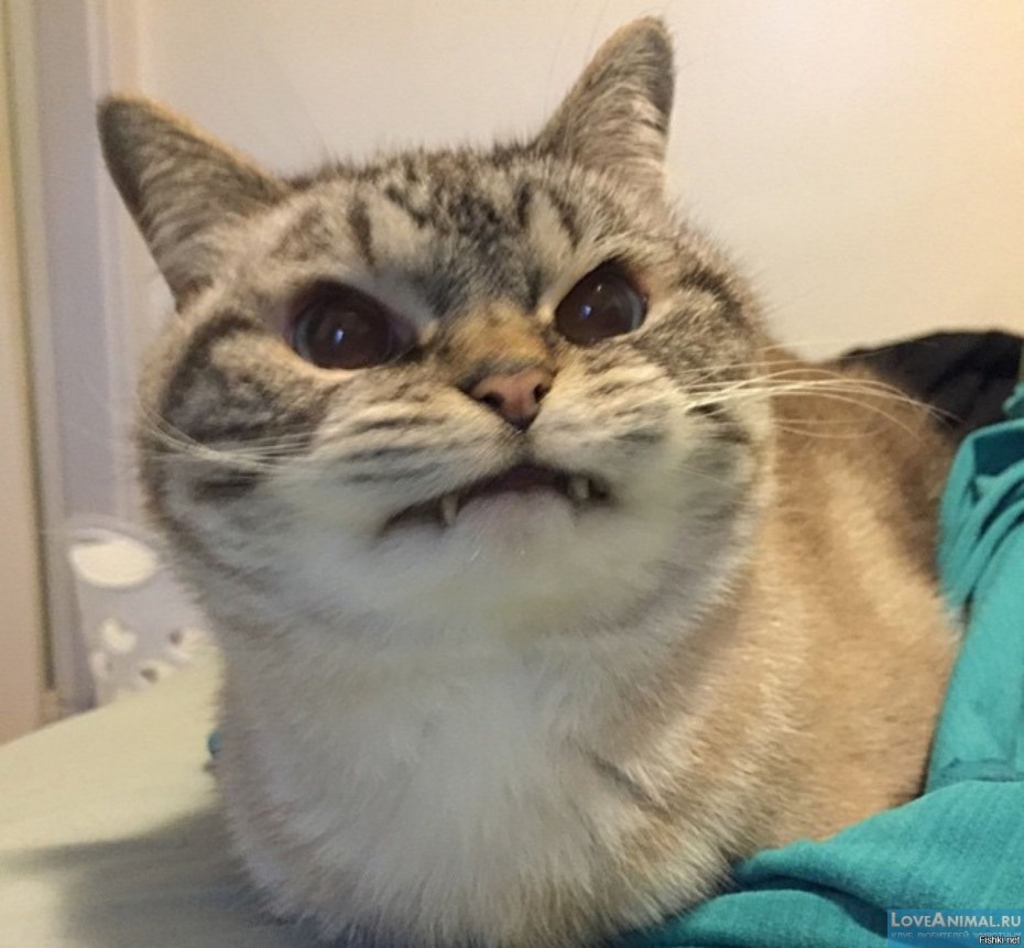 Угарные рожи котов