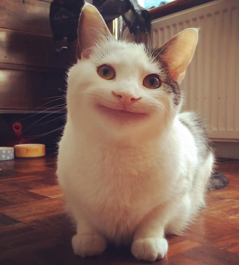 Кот Мем