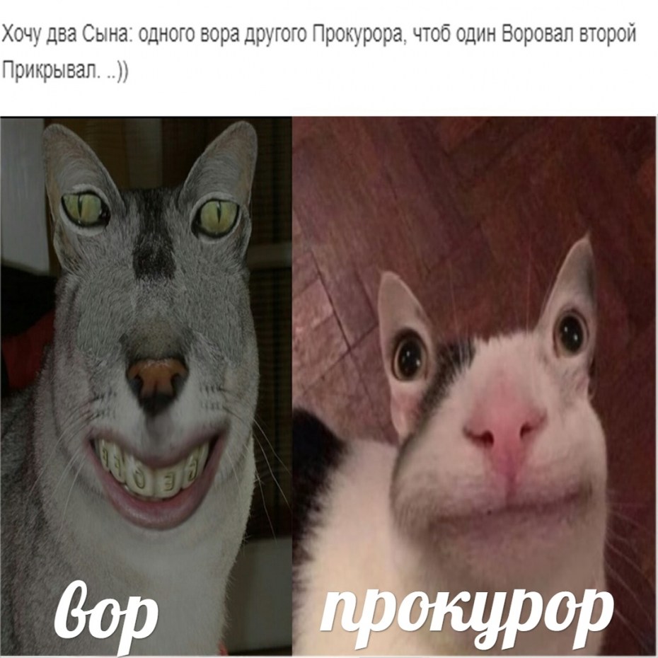 Смешной кот с глазами на ушах