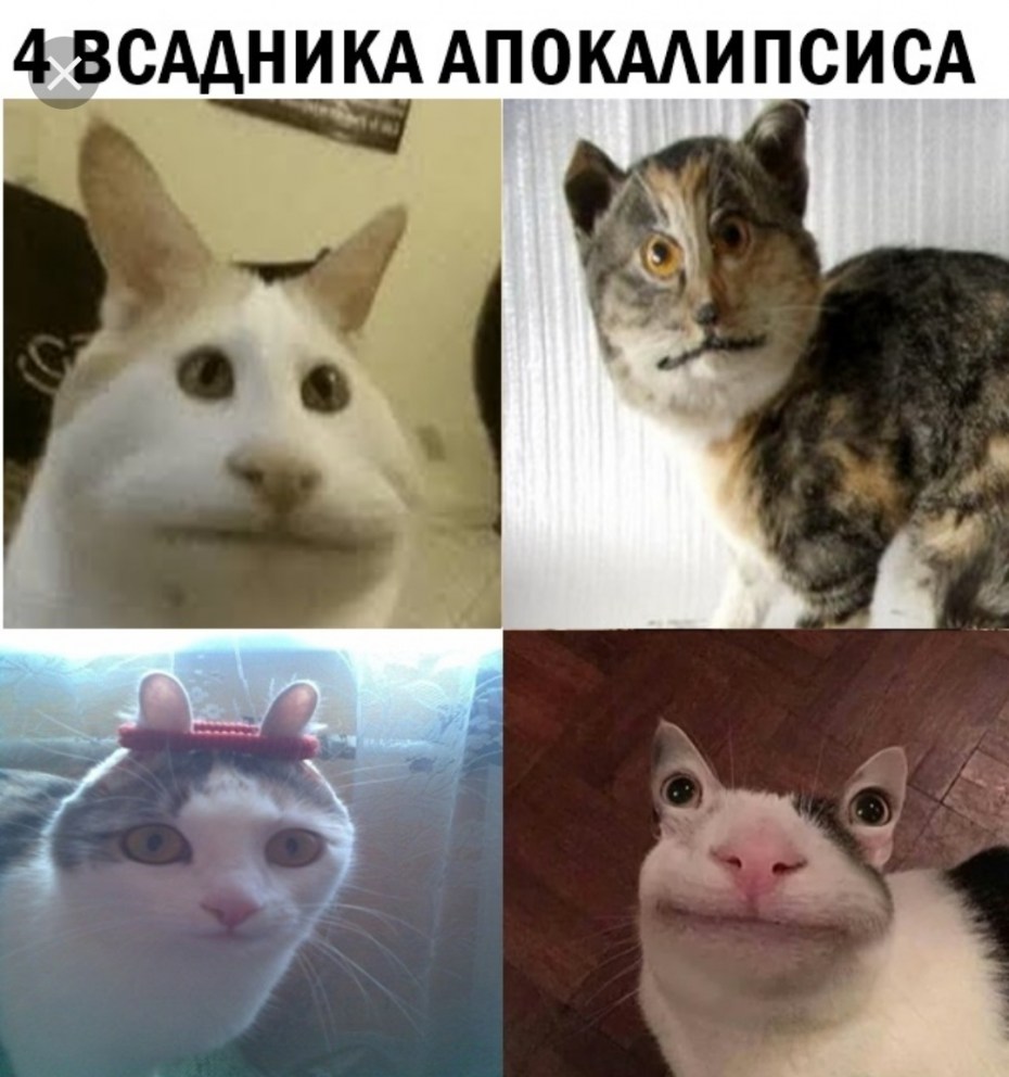 4 Всадника апокалипсиса коты