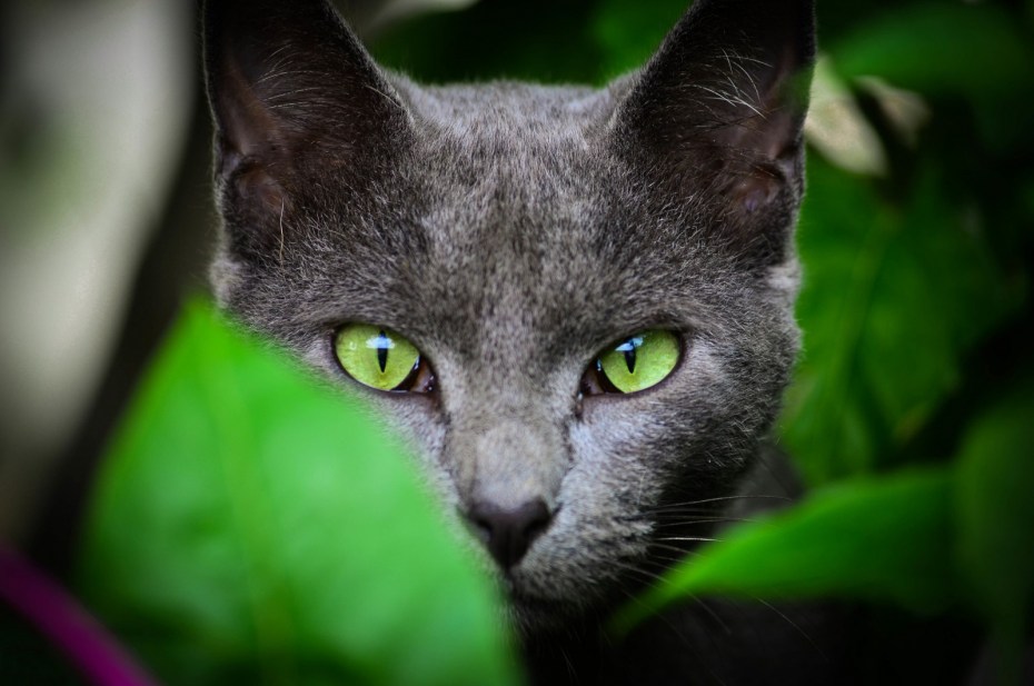 Фото котика который пережил 2020