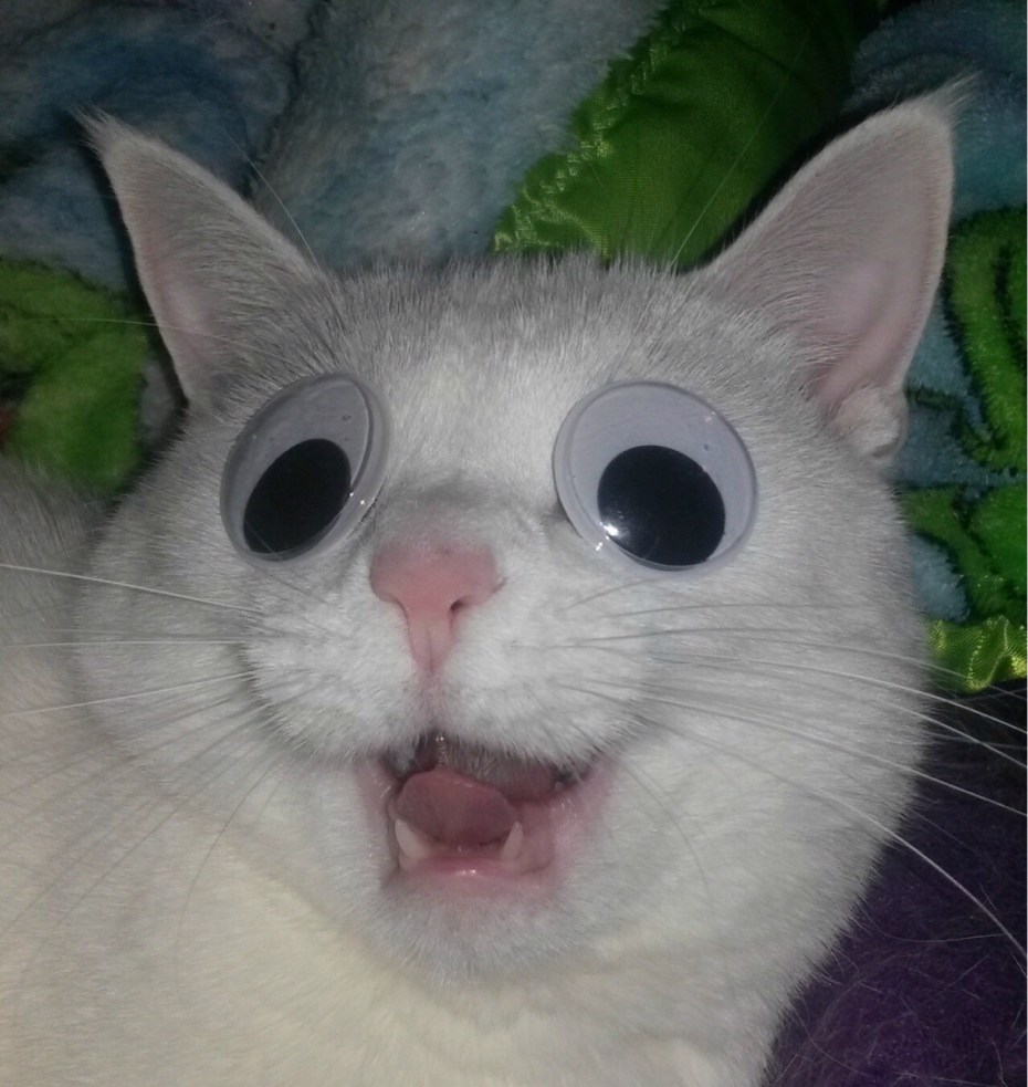 Смешныемкошачьи глазки