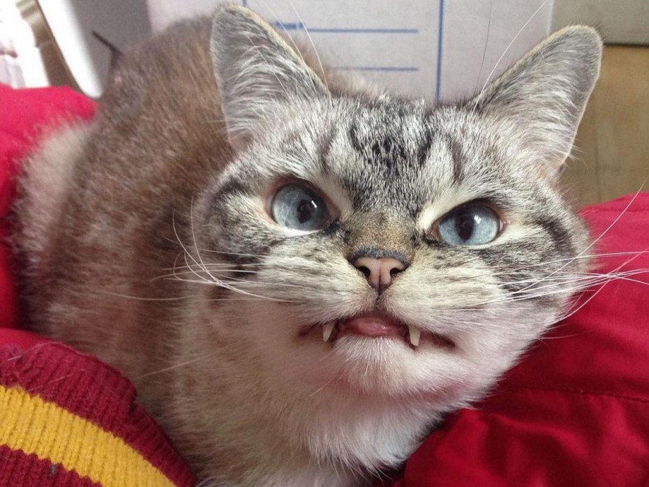 Испуганная морда кота