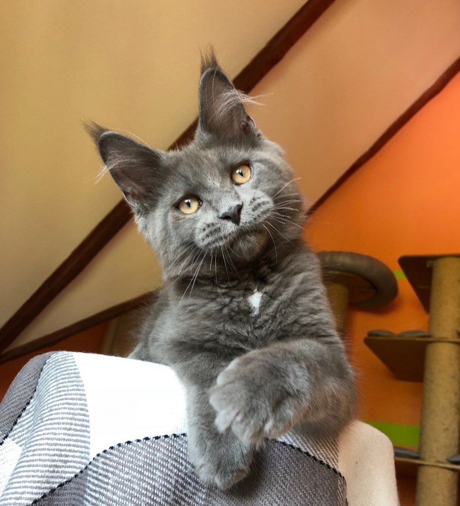 Кот метис Мейн куна