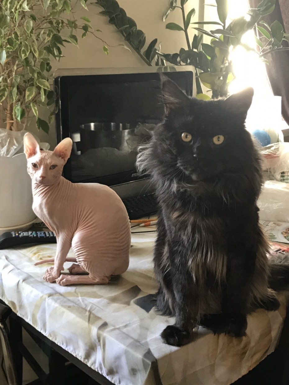 Кот и кошка Мейн кун