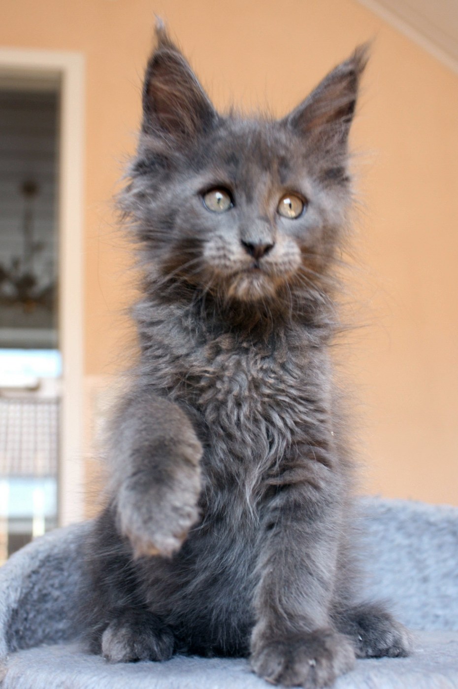 Кошка Мейн кун метис