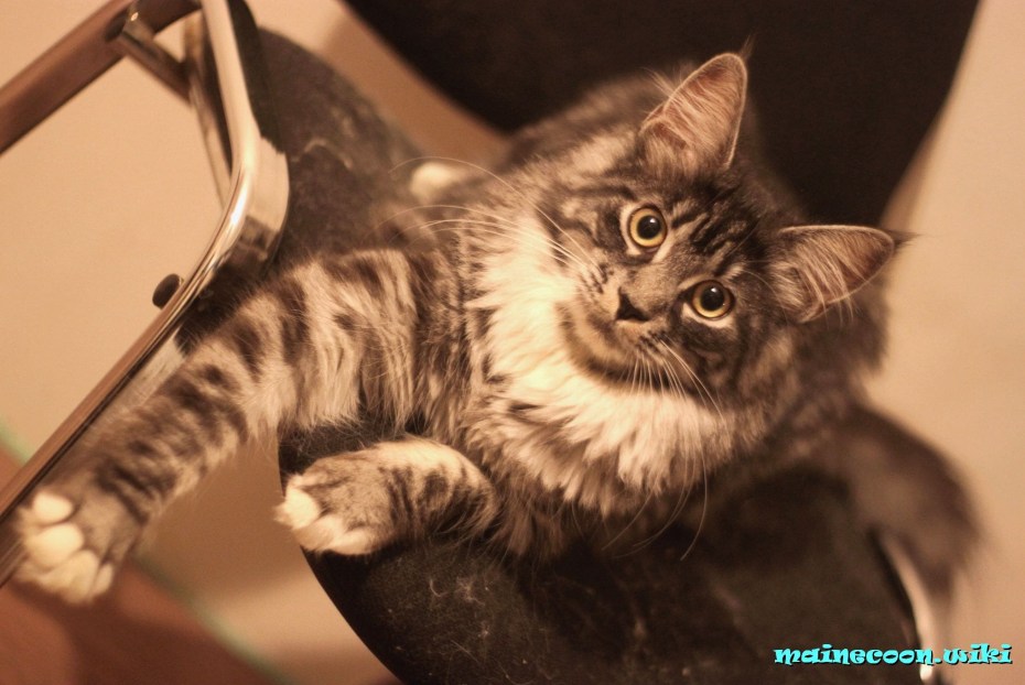 Мейкун кошка короткошерстная