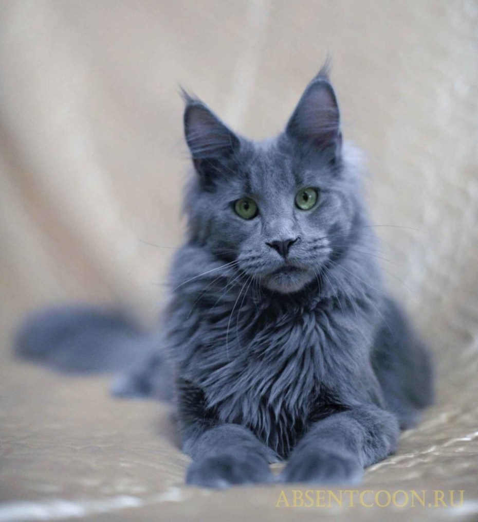 Кот метис Мейн куна