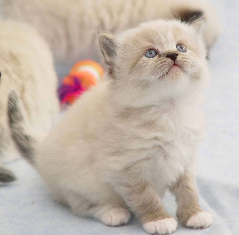 Котёнок породы рагамаффин.