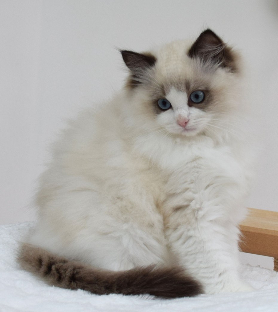 Котята породы Рэгдолл