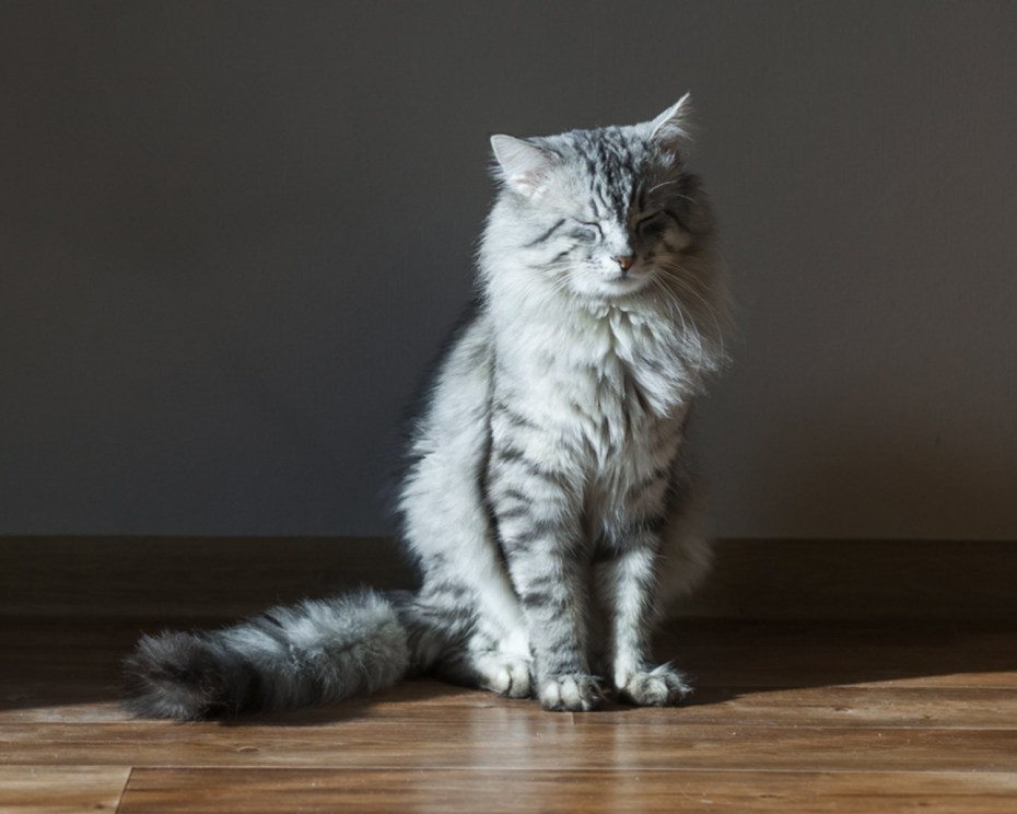 Рагамаффин котята