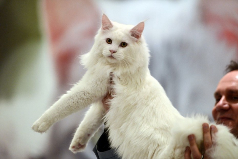 Рагамаффин кот рыжий