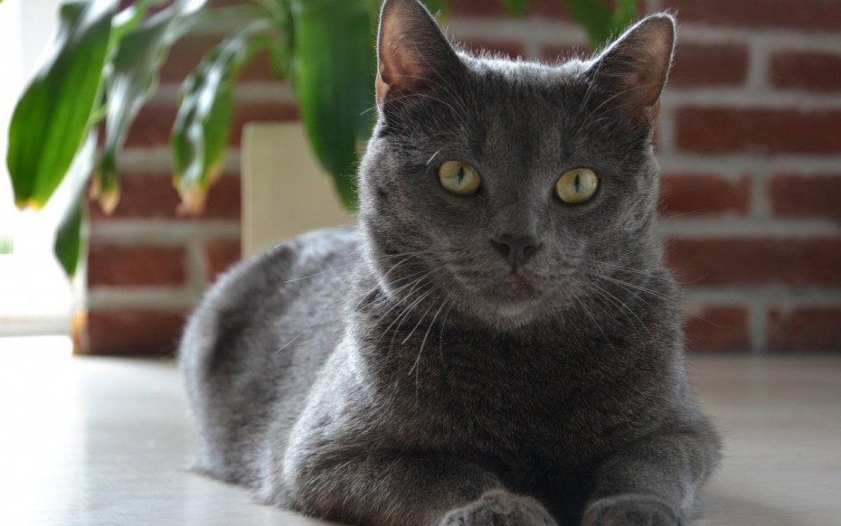 Сибирский голубая кошка короткошерстная