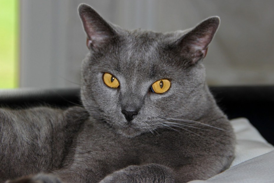 Корат и русская голубая