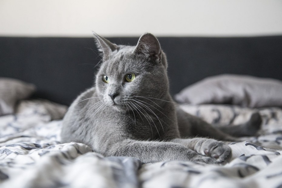 Сибирский Нибелунг котенок