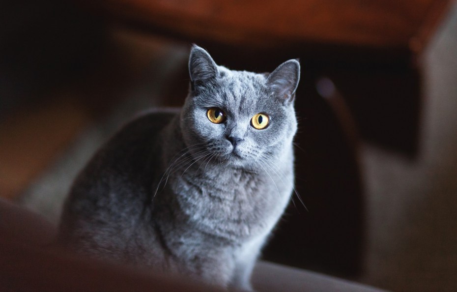 Британская короткошёрстная кошка дымчатая