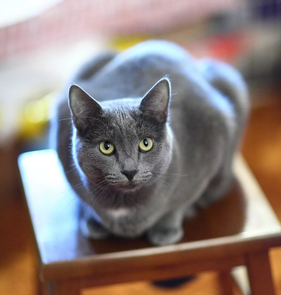 Кошка серая