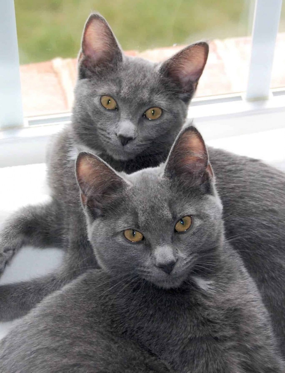 Кот породы Корат