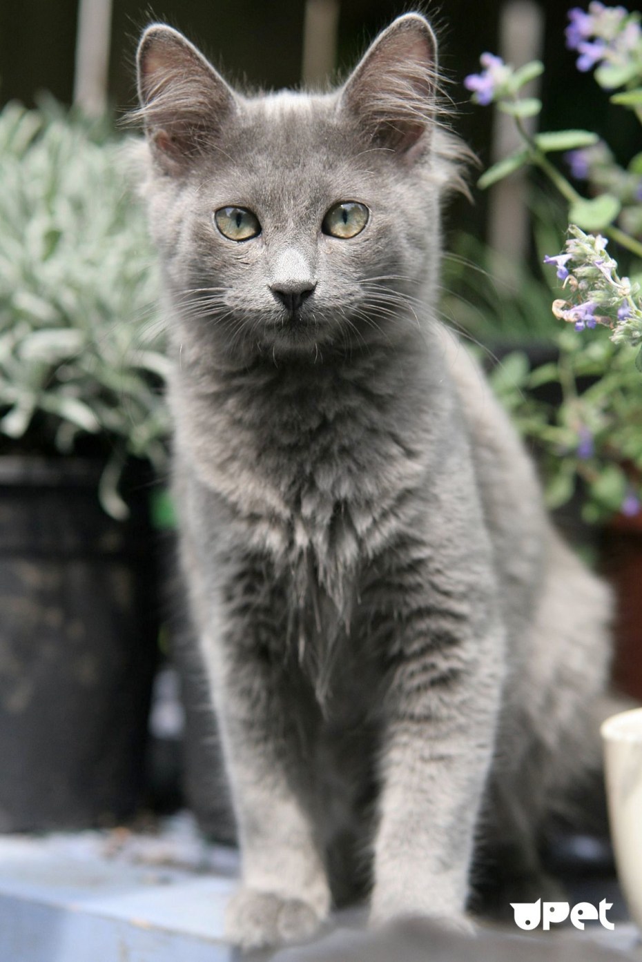 Британский короткошерстный кот серый