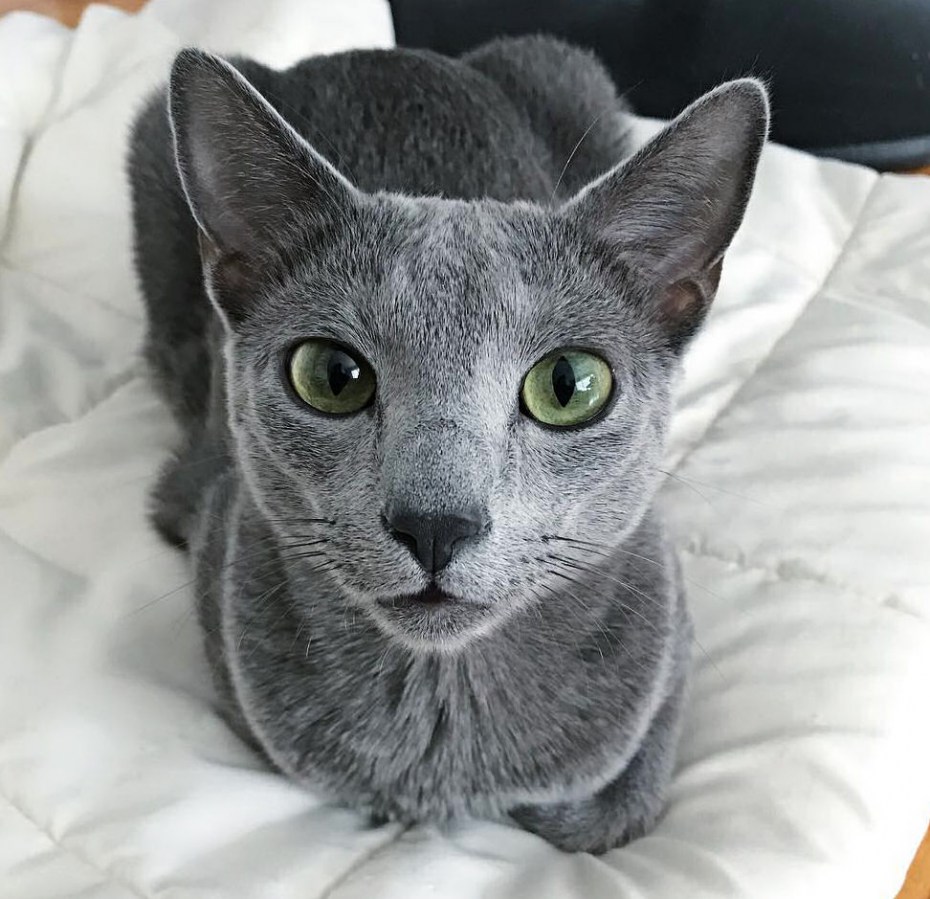 Пепельный кот