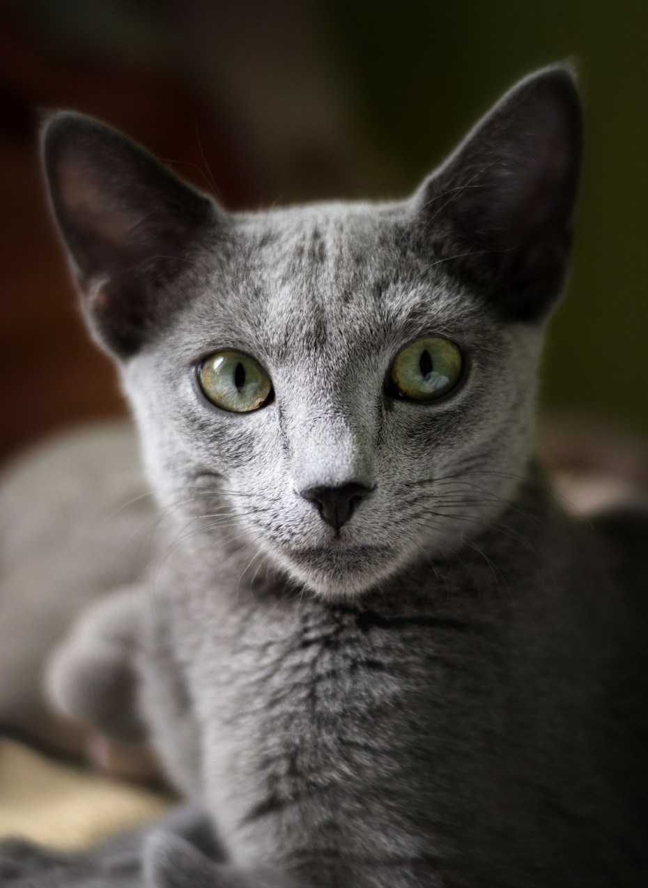 Кот породы русская голубая