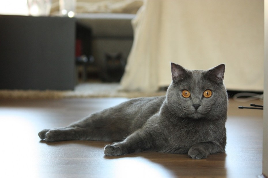 Русская голубая кошка короткошерстная серая