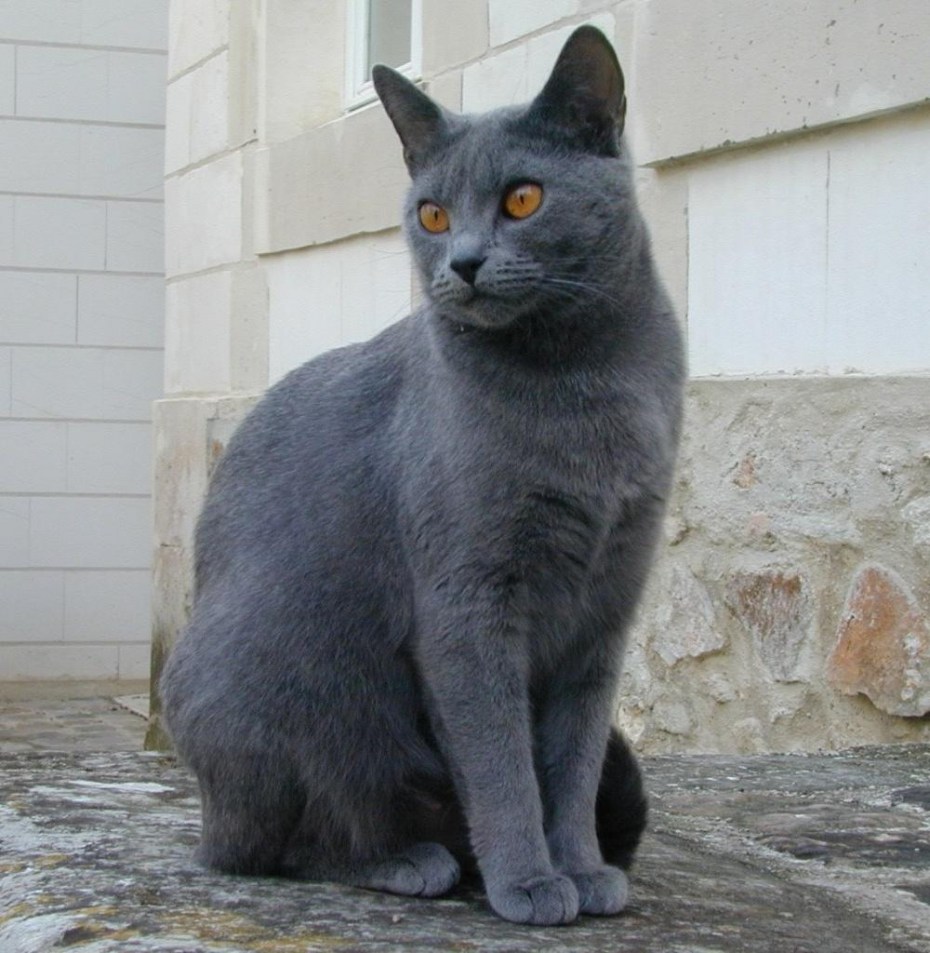 Зигмунд серый кошка