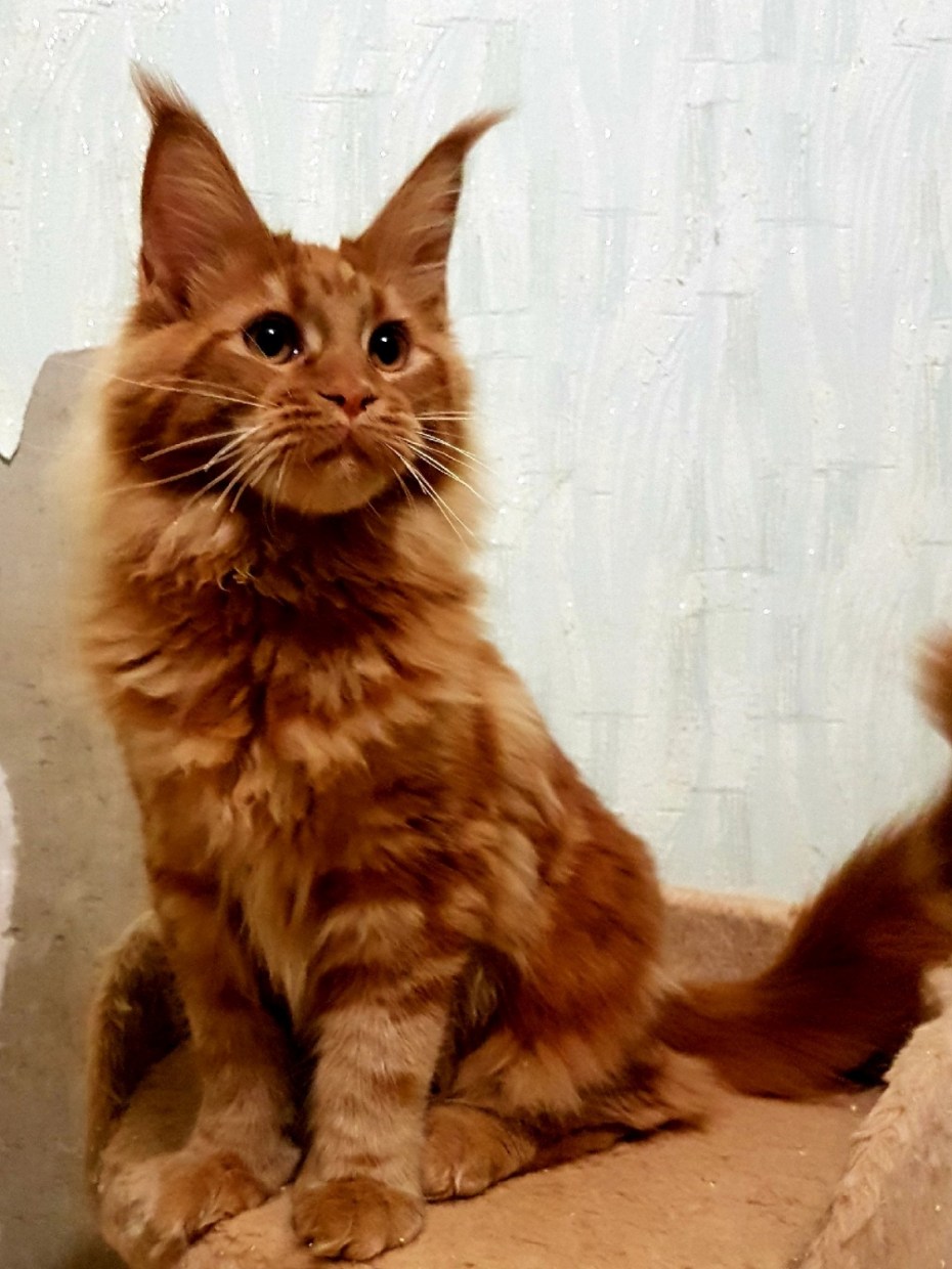 Красный мрамор котята Мейн кун