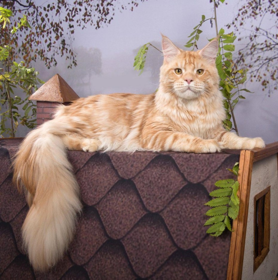Кот Мейн кун красный мрамор