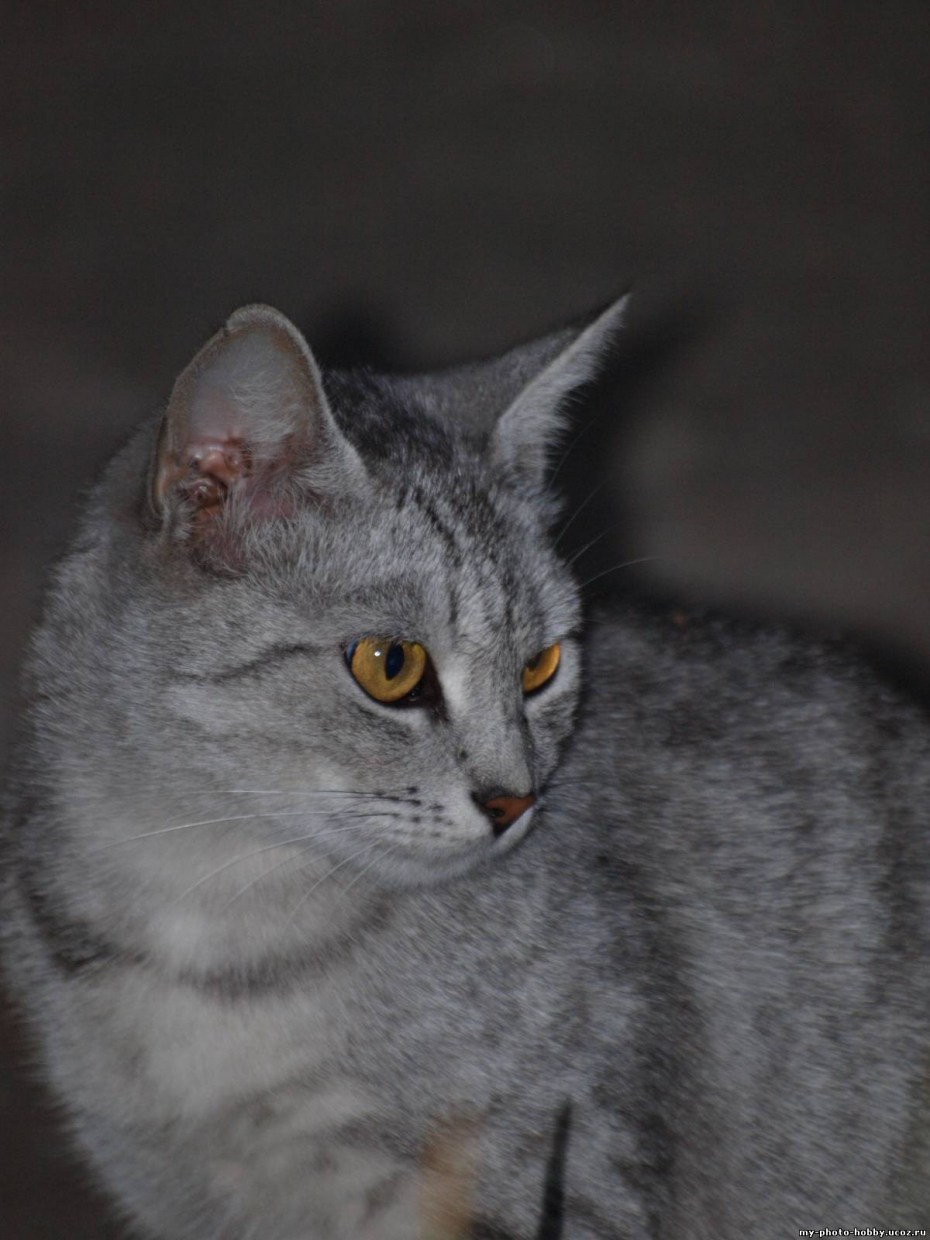 Британская короткошёрстная кошка светло серая
