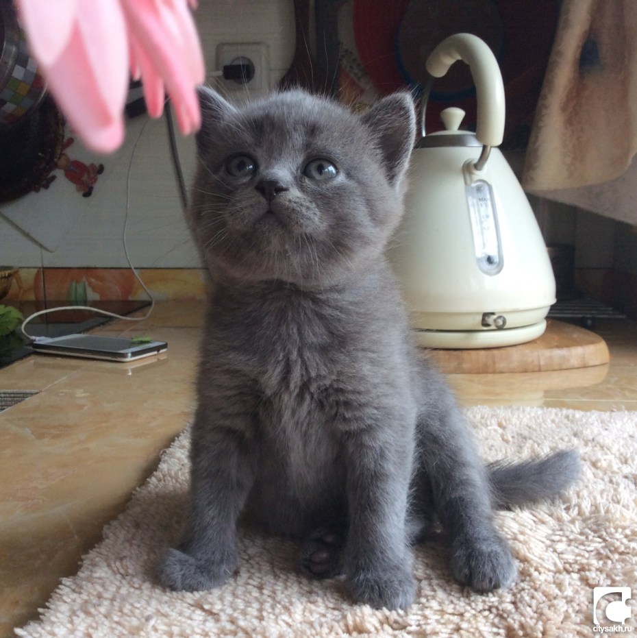 Шотландские котята смесь