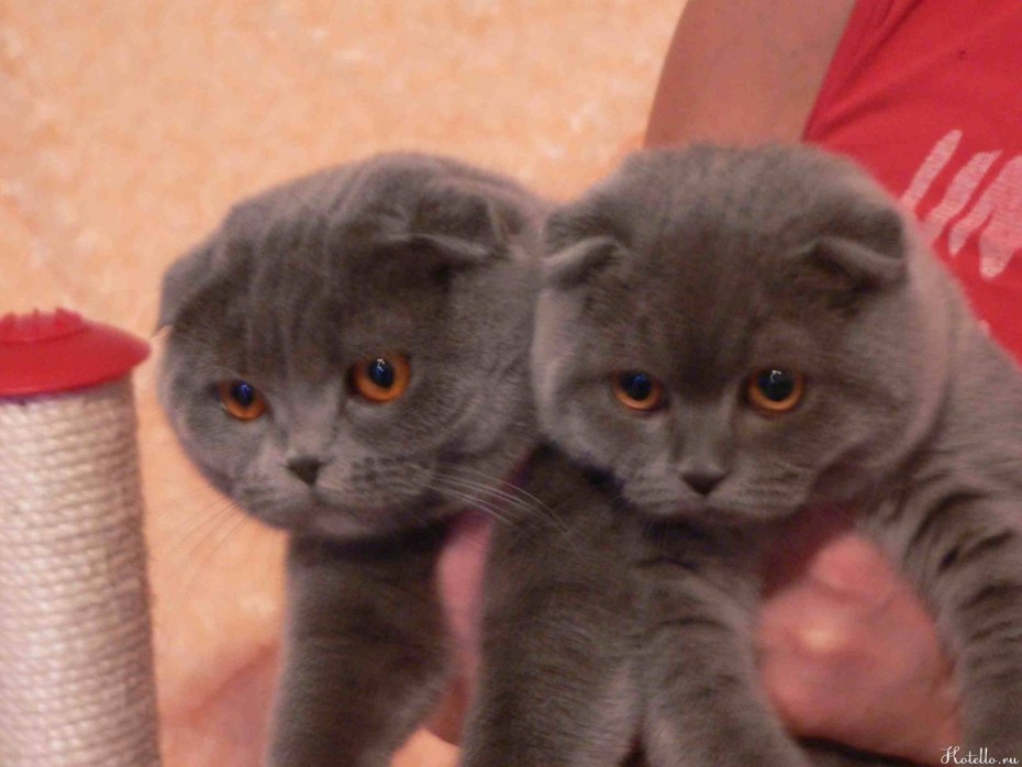 Кот шотландец экзот