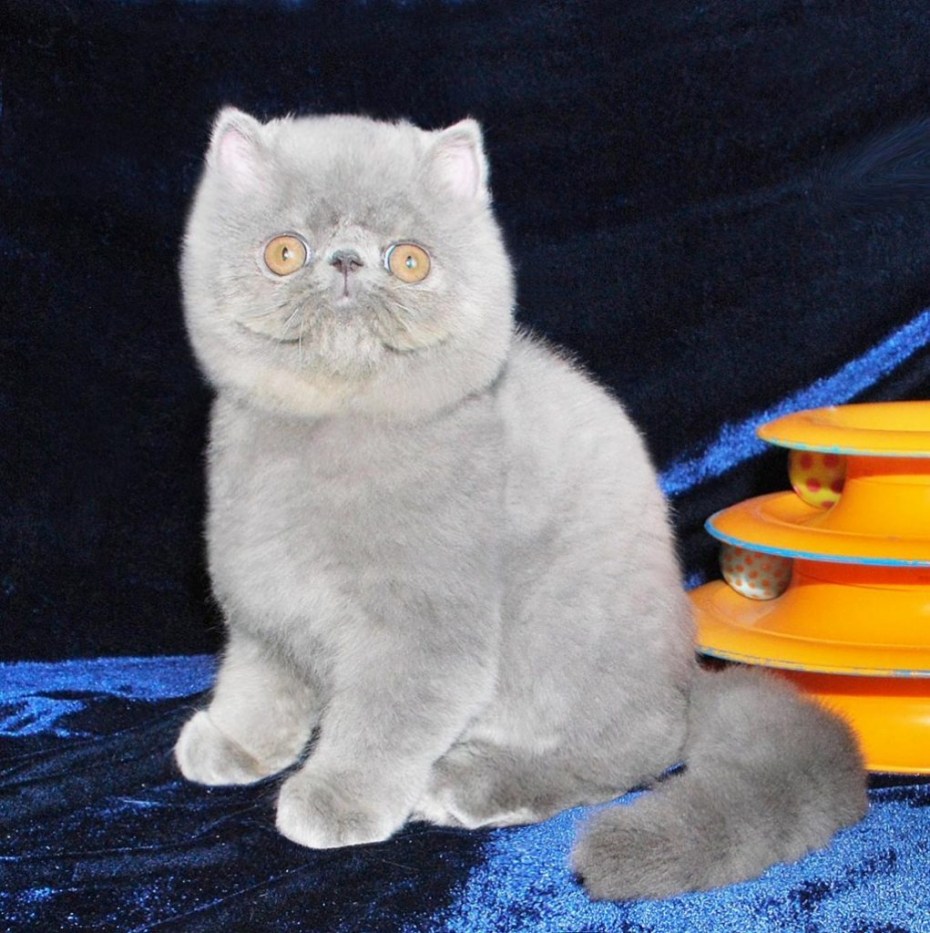 Шотландский кот помесь