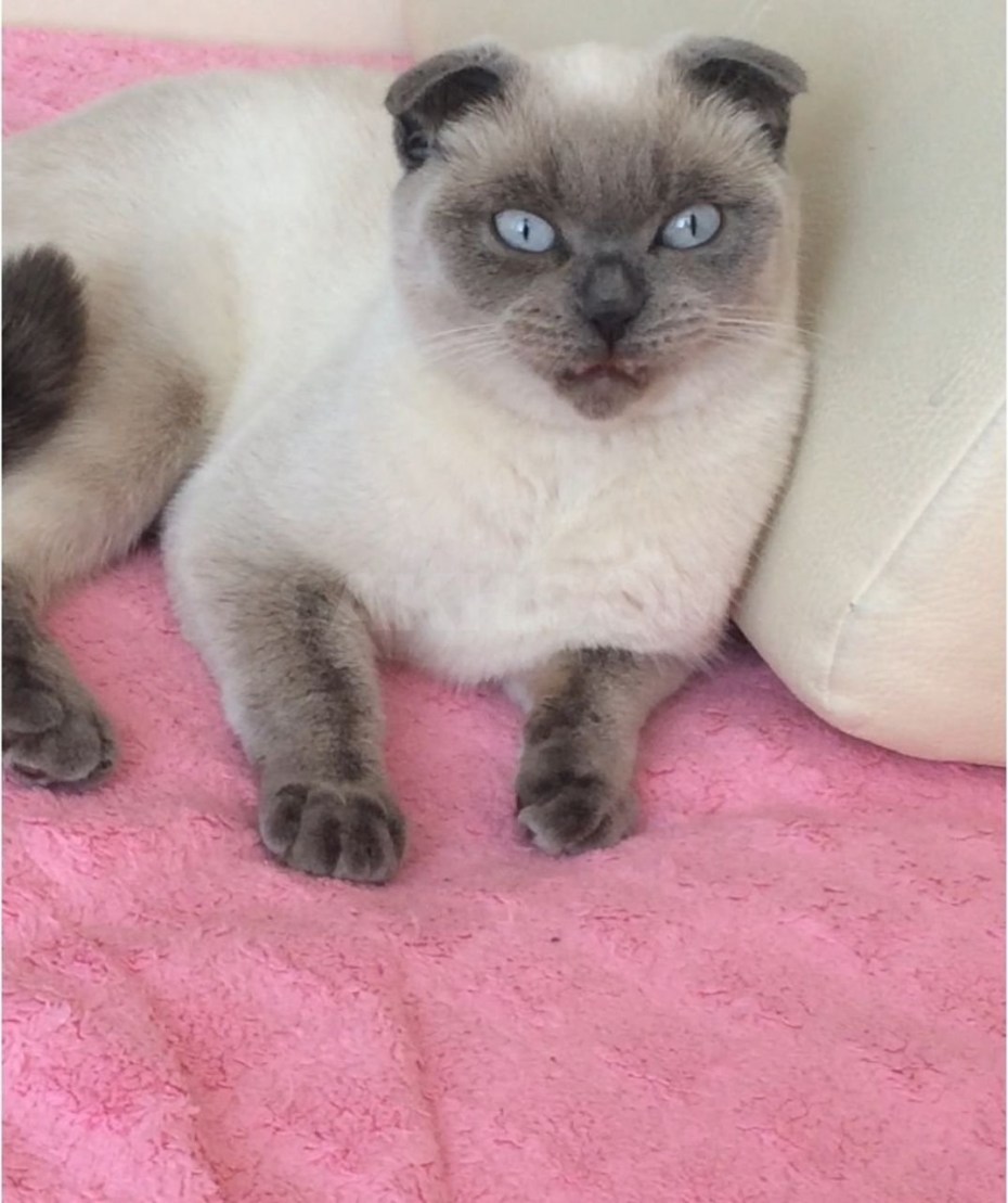 Сиамская вислоухая кошка