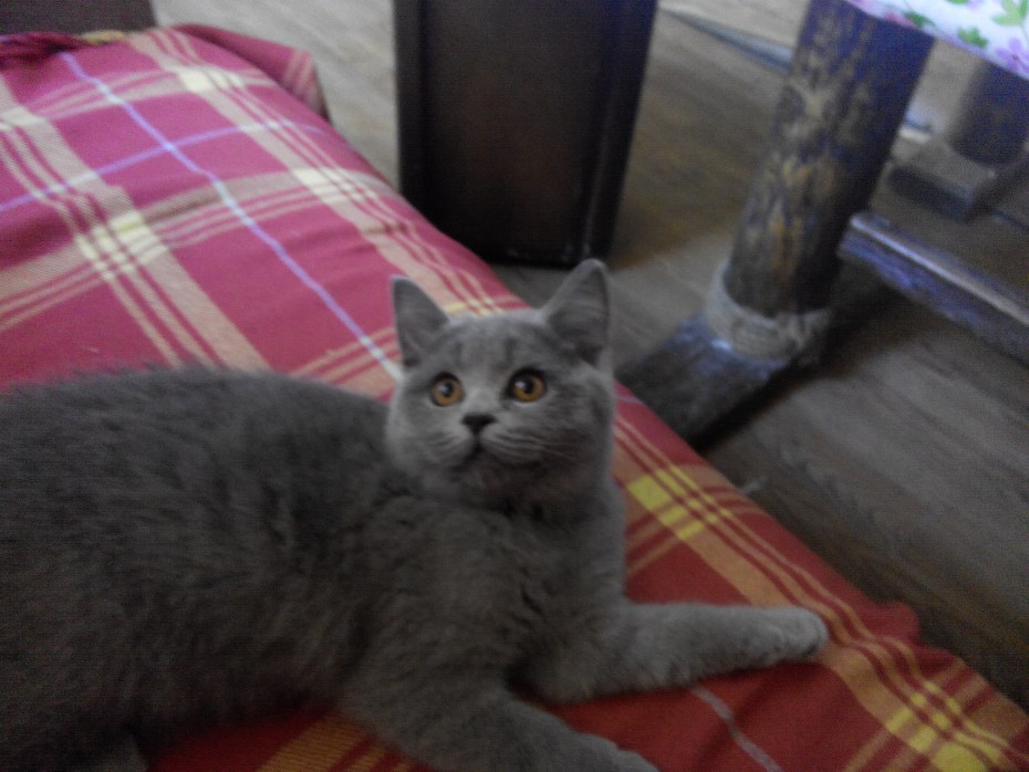 Британский котенок серый смесь