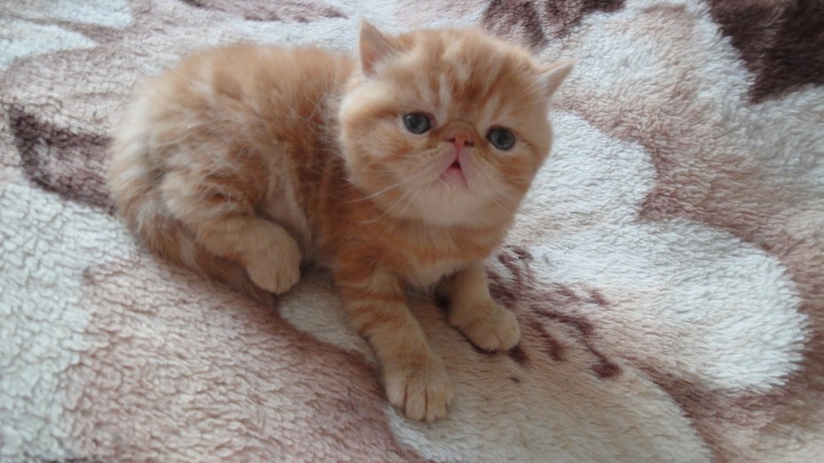 Шотландская вислоухая кошка характер