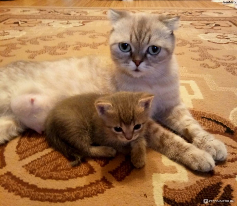 Британский котенок 2 месяца