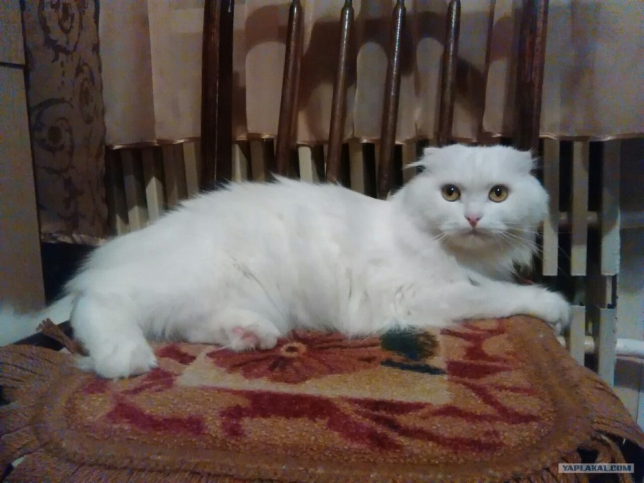 Котята от шотландской кошки