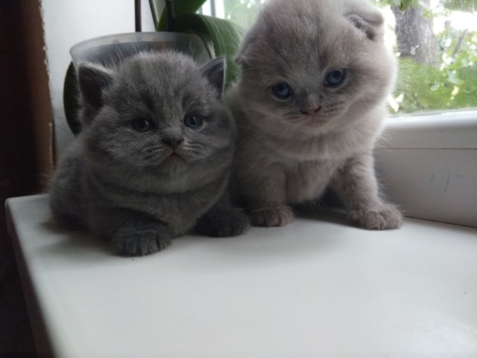 Смесь шотландский с британским
