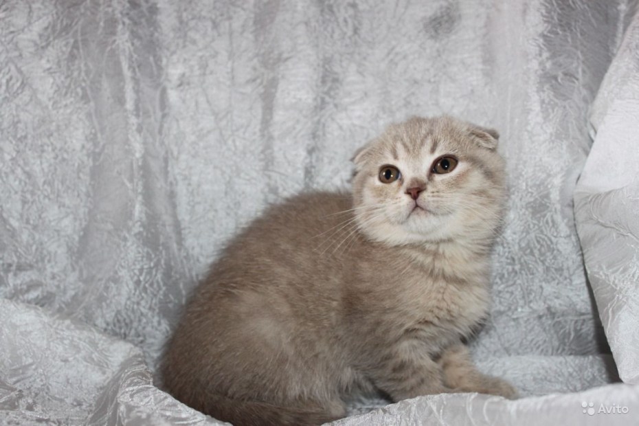 Скоттиш фолд мальчик