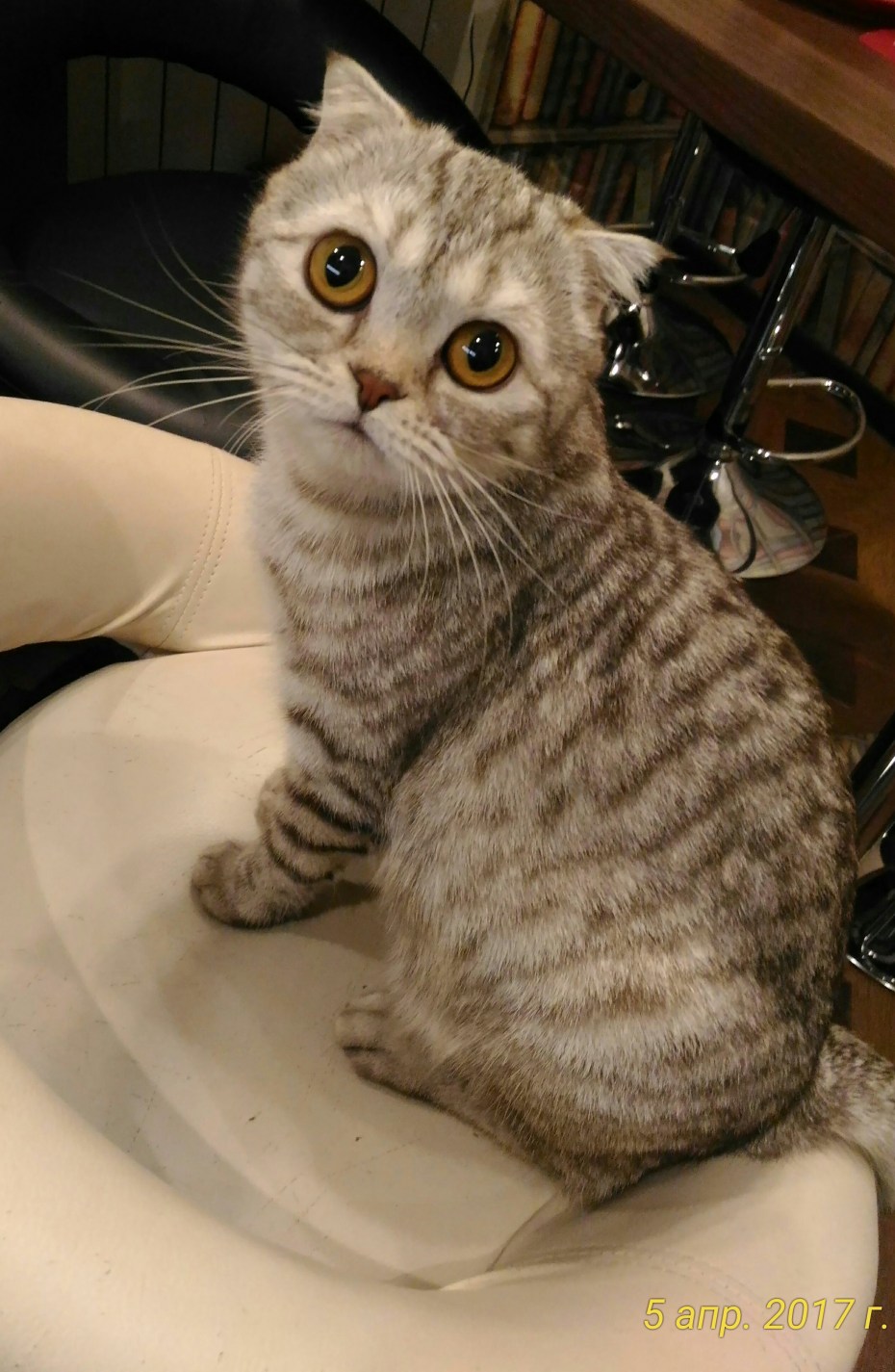 Коты шотландцы метисы