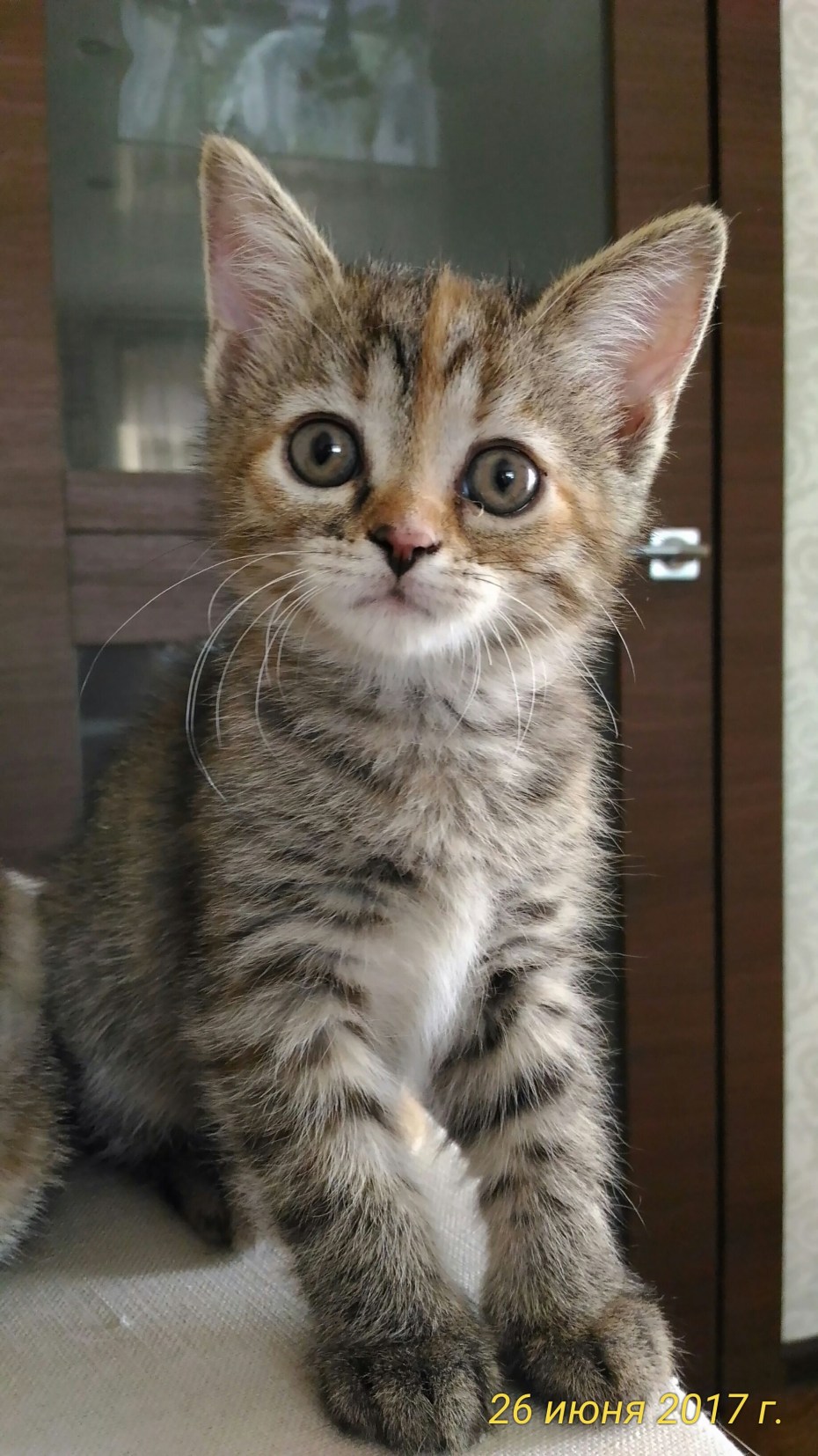 Сиамский скоттиш фолд