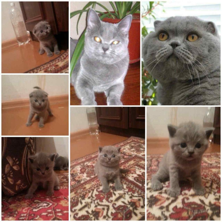 Шотландские котята до и после