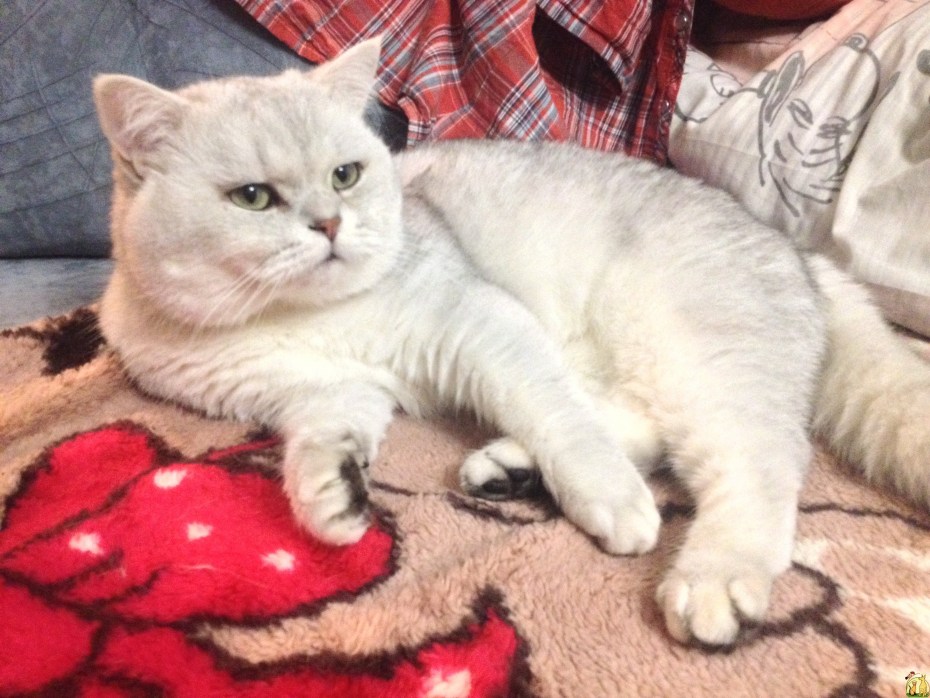 Котята шотландский шиншилла британец