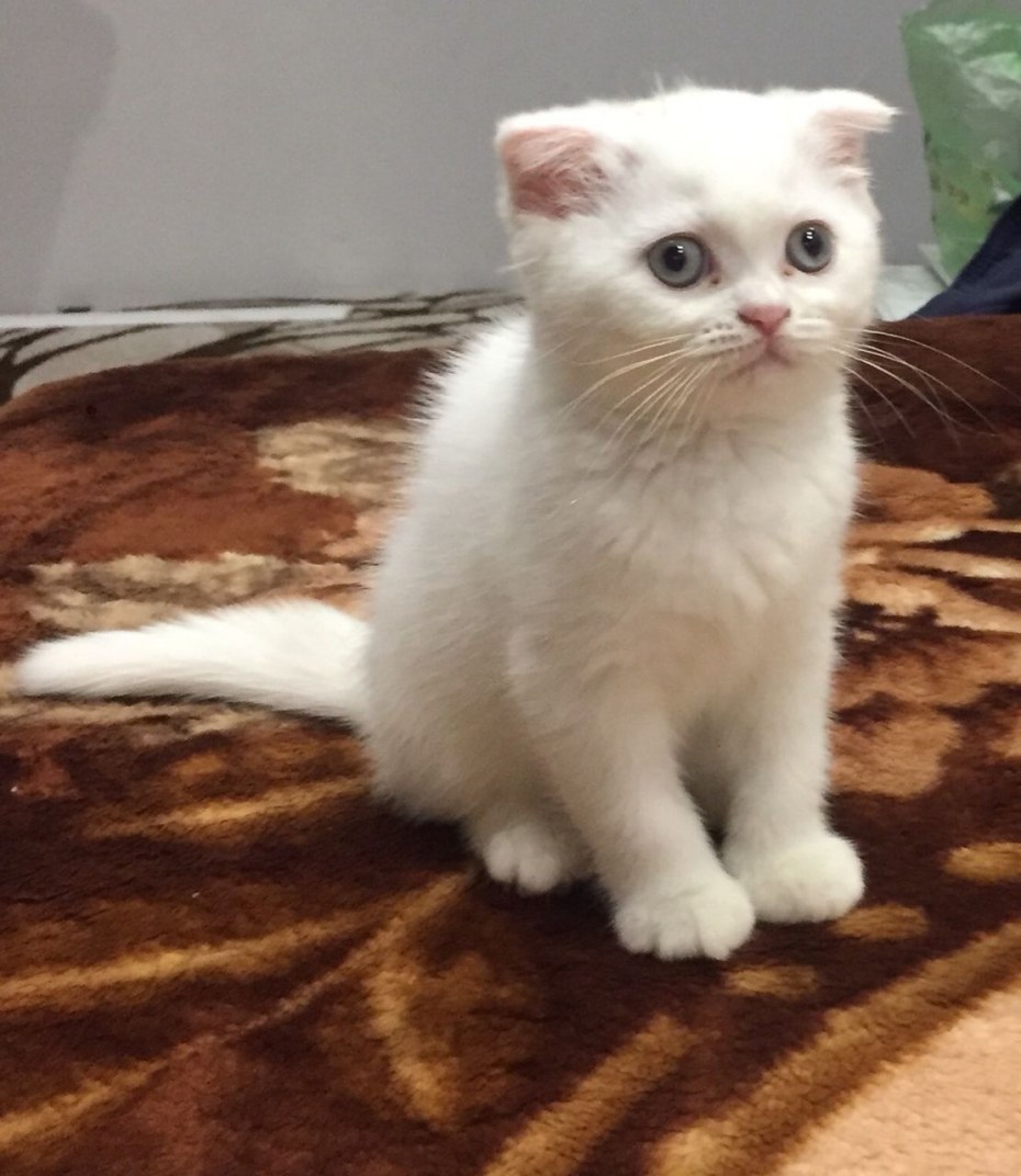 Шотландский вислоухий экзот рыжий