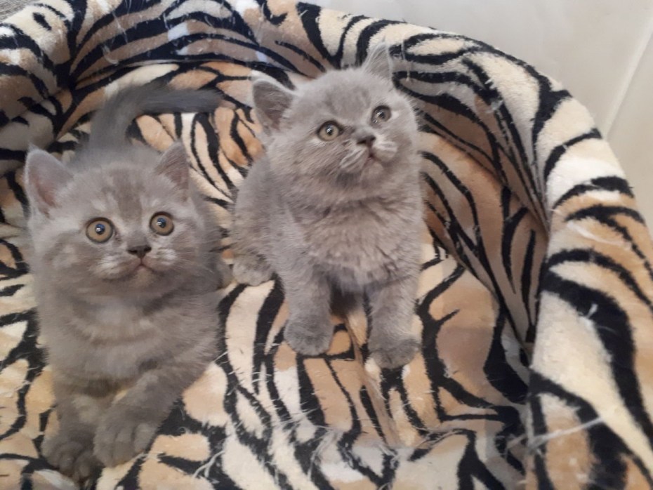 Помесь шотландской и британской кошки