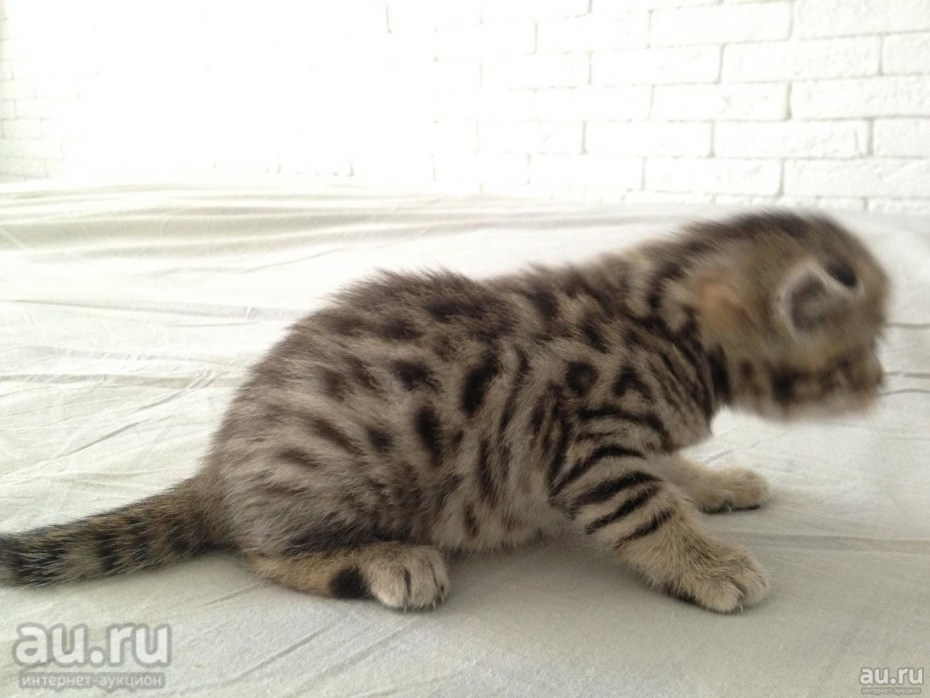 Бенгальский шотландец вислоухий