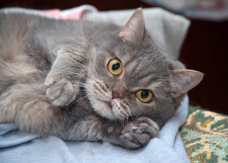 Шотландская экзотическая кошка