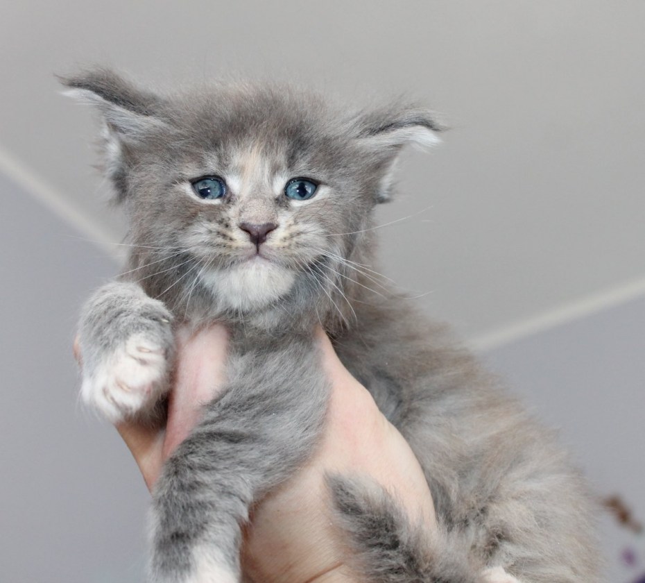 Бенгальский котенок смесь